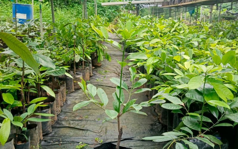 Nursery Grounds 1