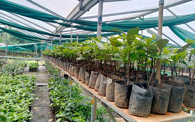 Nirappel Nursery Photo 7