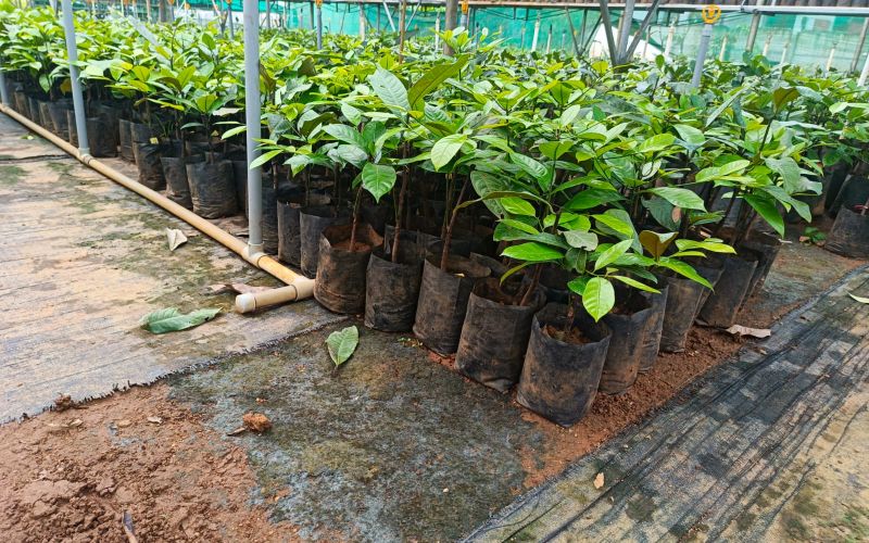 Nirappel Nursery Photo 8