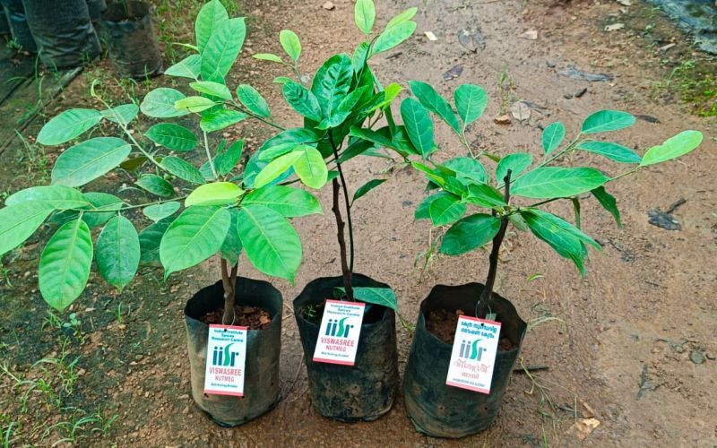 Nirappel Nursery Photo 11