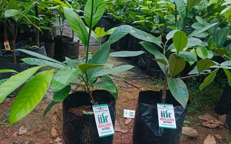 Nirappel Nursery Photo 13
