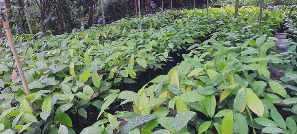Mankuva Cocoa Sapling (കൊക്കോ)