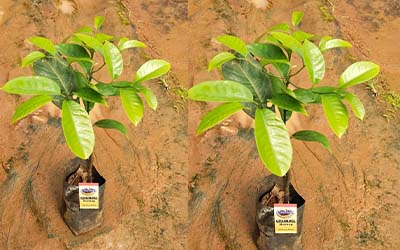 Kadukanmakkal Nutmeg Bud
