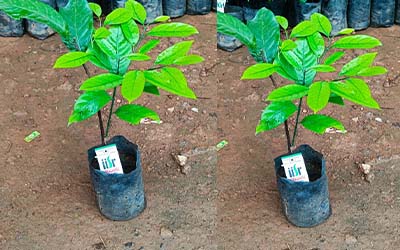 IISR Kerala Sree Nutmeg Bud 1 Step