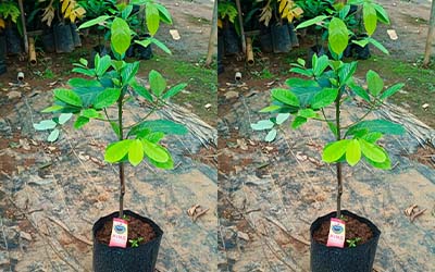 King Nutmeg Bud