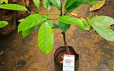 Sindhusree Nutmeg Bud 1 Step